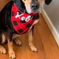 Thumbnail photo of Kobe #2