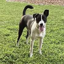 Thumbnail photo of TYFANI #3