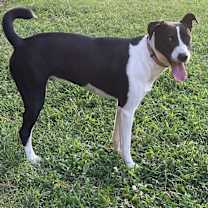 Thumbnail photo of TYFANI #4