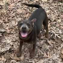 Thumbnail photo of Rolo #2