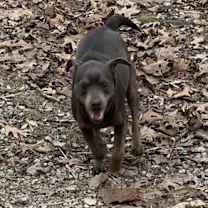 Thumbnail photo of Rolo #3