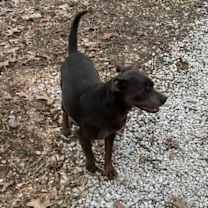 Thumbnail photo of Rolo #4