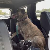 Thumbnail photo of Smokey Bandit #4