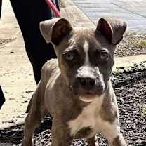 Thumbnail photo of Hatcher (GA) #4