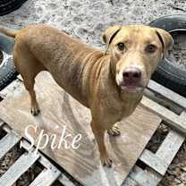 Thumbnail photo of Spike #1