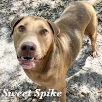 Thumbnail photo of Spike #2