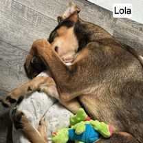 Thumbnail photo of Lola #3