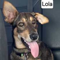 Thumbnail photo of Lola #1
