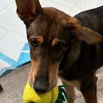 Thumbnail photo of Lola #2