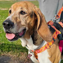 Thumbnail photo of Lucy #3