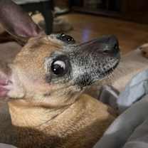 Thumbnail photo of Annabelle #3