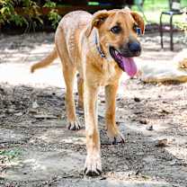 Thumbnail photo of Cody #1