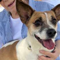 adopt-pet