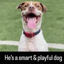 Thumbnail photo of Loki #3