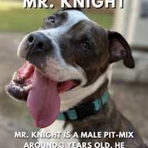 Thumbnail photo of Mr. Knight #1