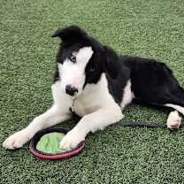 Thumbnail photo of Nimbus #1