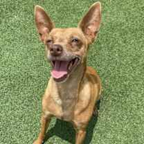 Thumbnail photo of Cinnamon #1