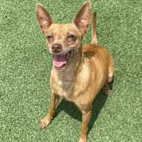 Thumbnail photo of Cinnamon #2