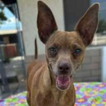 Thumbnail photo of Cinnamon #3