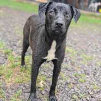 Thumbnail photo of Roo #1