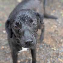 Thumbnail photo of Roo #2