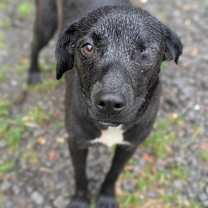 Thumbnail photo of Roo #3