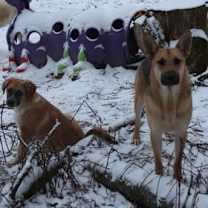 Thumbnail photo of SNOWBALL #3