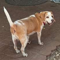 Thumbnail photo of Tortilla #2