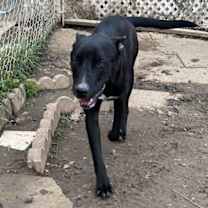 Thumbnail photo of Raider #2