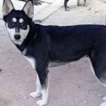 Thumbnail photo of Mila #2