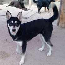 Thumbnail photo of Mila #3