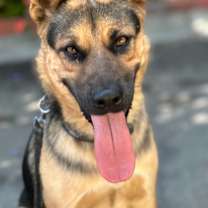 Thumbnail photo of Brody #1