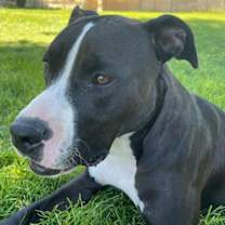 Thumbnail photo of Marlie #2