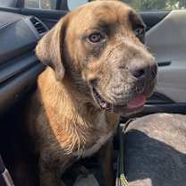 Thumbnail photo of Frankie #3