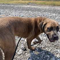 Thumbnail photo of Frankie #4