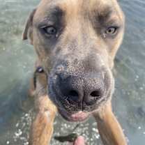 Thumbnail photo of Frankie #1