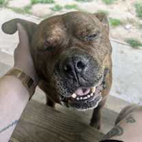 Thumbnail photo of Moses #2