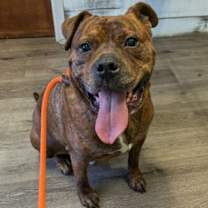 Thumbnail photo of Moses #3