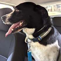 Thumbnail photo of Niko #1