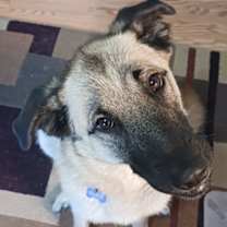 Thumbnail photo of Lady Catherine #1