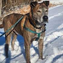 Thumbnail photo of Stoick #4