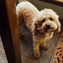 Thumbnail photo of Ruby #3