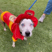 Thumbnail photo of Zorro #2