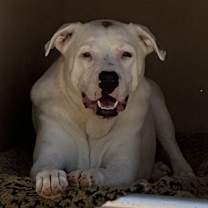 Thumbnail photo of Chester #2