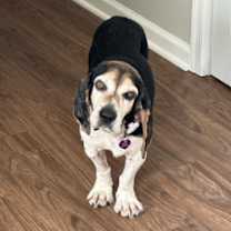 Thumbnail photo of Chaplin #1