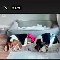 Thumbnail photo of Chaplin #2