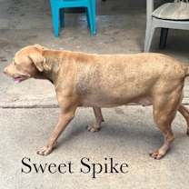 Thumbnail photo of Spike #4