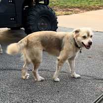 Thumbnail photo of Blondie #3