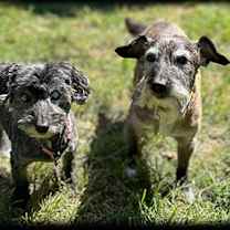 Thumbnail photo of Henry #1