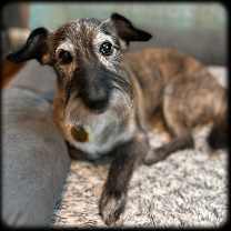 Thumbnail photo of Henry #3